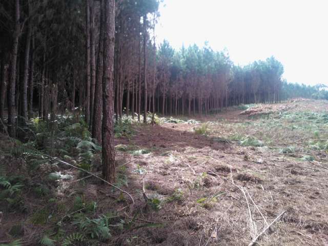 Foto 5